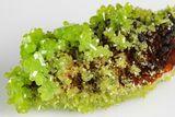 Apple-Green Pyromorphite Crystal Cluster - China #179817-3